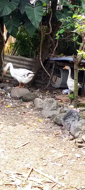 indukan angsa/soang