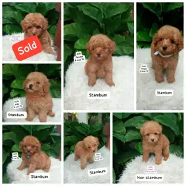 Toy tiny poodle nego sampai deal