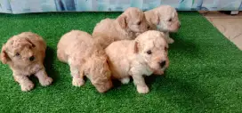 Poodle Jantan & Betina