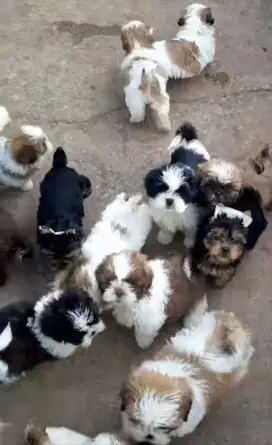 NET. Dijual anak anjing Pure Shitzu usia 4bulan. Lokasi Tangerang