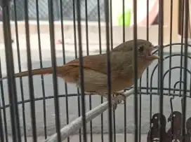 Burung plamboyan janten udah bunyi