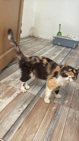 Kucing Flatnose Calico Betina