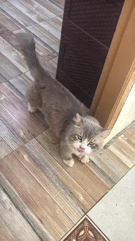 Kucing Persia Flatnose Jantan