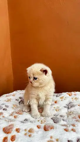 Kucing bsh cream