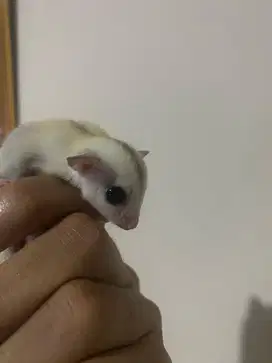 Sugar Glider Platinum Joy