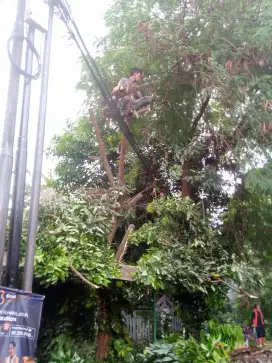 Jasa tebang pohon dan babat lahan