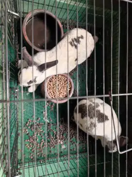 Kelinci Mini Rex 2 Ekor Betina