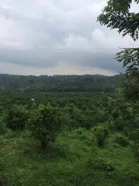 TANAH ORO ORO OMBO KOTA BATU MALANG