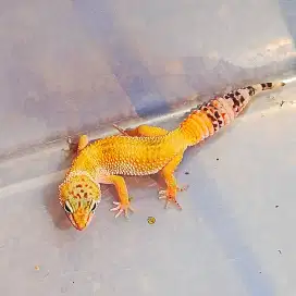 Gecko female Golden Leopard