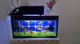Jual aquarium ukuran 50x18x25