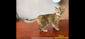 Anak kucing kitten totol