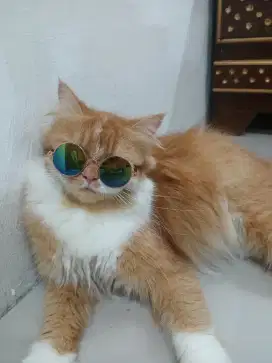 Dijual kucing ras pignose