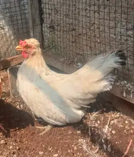 Ayam kate betina putih