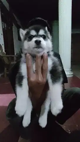 Anak anjing Siberian Husky