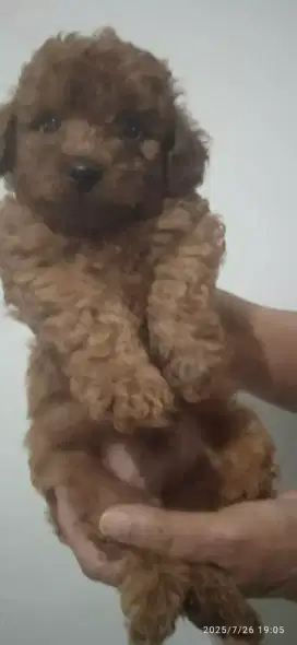 Jual puppy puddle usia 1.5 bulan borongan
