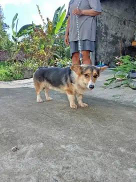 Pejantan pacak corgi