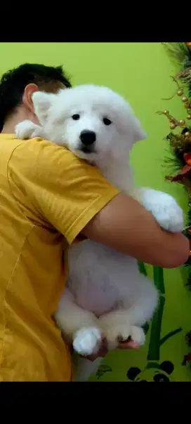 Samoyed puppy betina dan jantan
