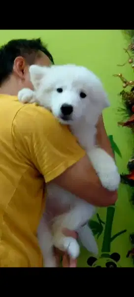 Samoyed puppy betina dan jantan