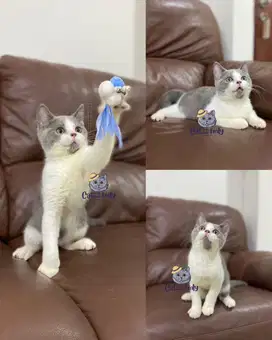 LEPAS ADOPSI BSH BICOLOR BLUE