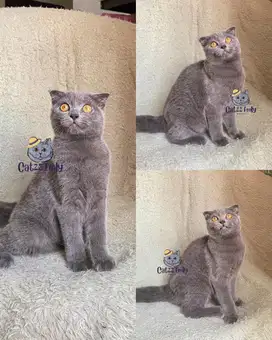 LEPAS ADOPSI SCOTTISH BSH