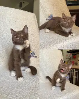 LEPAS ADOPSI BSH BICOLOR CHOCOLATE