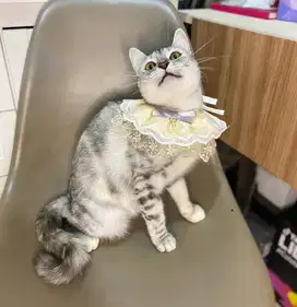 LEPAS ADOPSI BSH SILVER