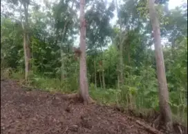 Tanah Kebon luas 929 M2 SHM  banyak kayu jati dan mahoni dekat pasar