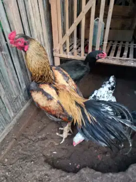 Sepasang Ayam Aseel