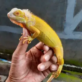 Iguana aLbino Poshet Snow [ Betina ]