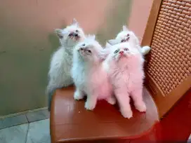 Anak kucing umur 2 bulan