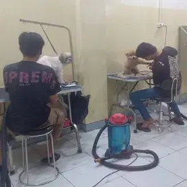 Lowongan Kerja Groomer Anjing Berpengalaman