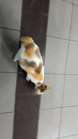 Saya sedang mencari pekerjaan