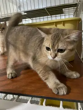 British shorthair betina
