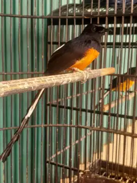 Murai batu medan ekor panjang(panjang ekor 20cm)