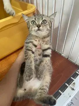 Kucing scotish straight tabby