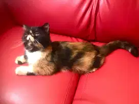 Kucing peaknose betina