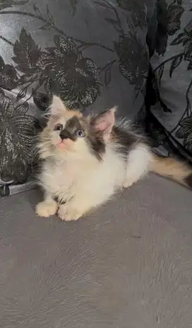 kucing kitten persia
