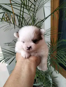 Jual anjing mini pom mix