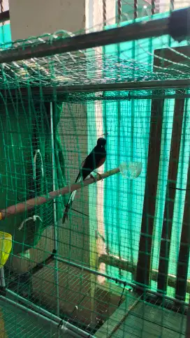 Murai batu gacor mewah