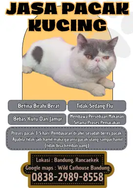 JASA PACAK KUCING EXO PEAKNOSE