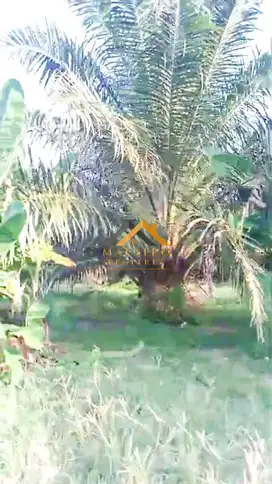 Dijual Kebun Sawit Daerah Gohor Lama - Langkat