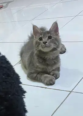 Open adobt Maine Coon mix persia