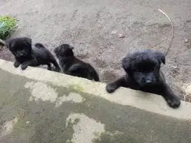 Anjing Bali kintamani