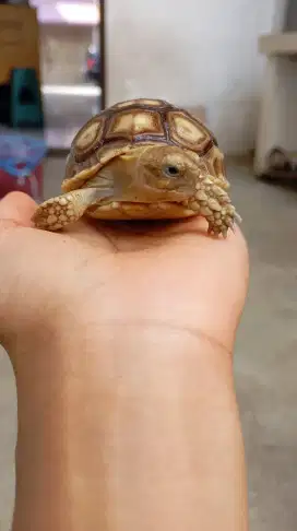 Baby kura kura sulcata