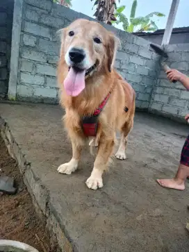 Di jual golden jantan. Anjing terawat, tinggal pelihara.