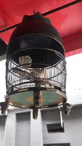 perkutut bangkok dah rajin  bunyi