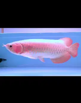 arwana super red