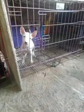 Pitbul terier murah