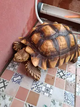 Kura sulcata kurleb 46cm yuk siapa cepat aj BUNGKUS