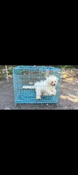 Mini pom betina